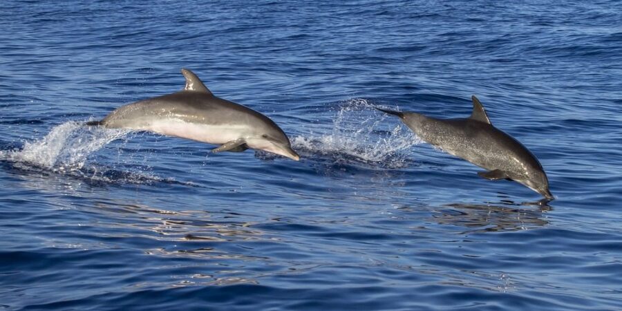 Dolphins-madeira-Island