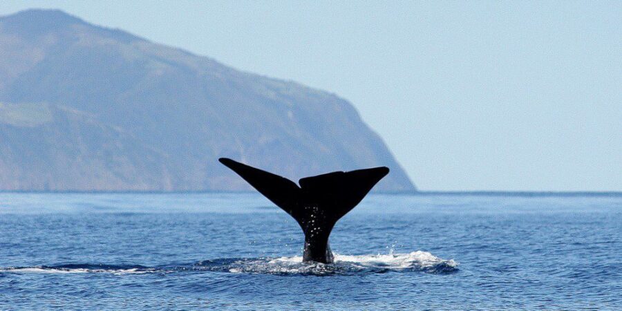 whale-watching-azores